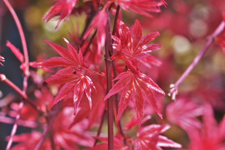 Acer palmatum 'Shindeshojo'