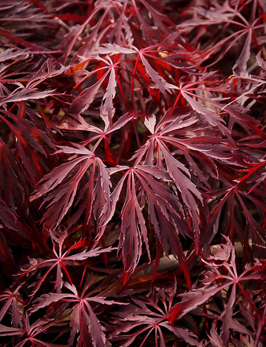 Acer palmatum var. dissectum 'Crimson Queen'