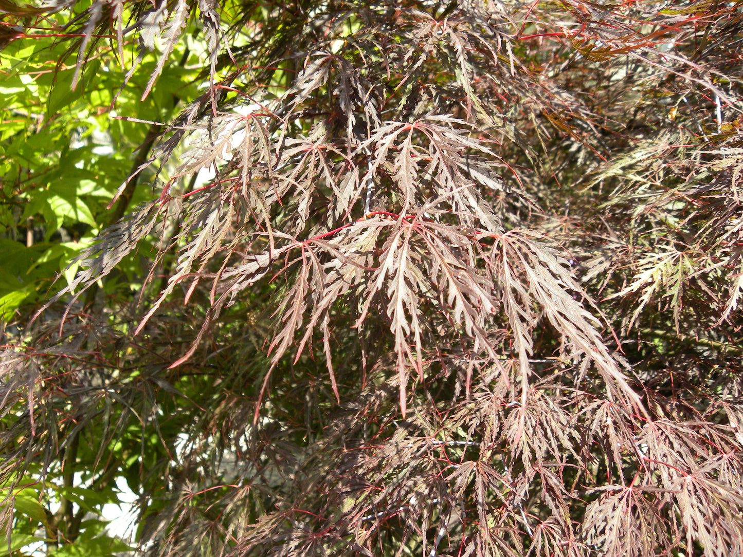 Acer palmatum var. dissectum 'Inaba Shidare'