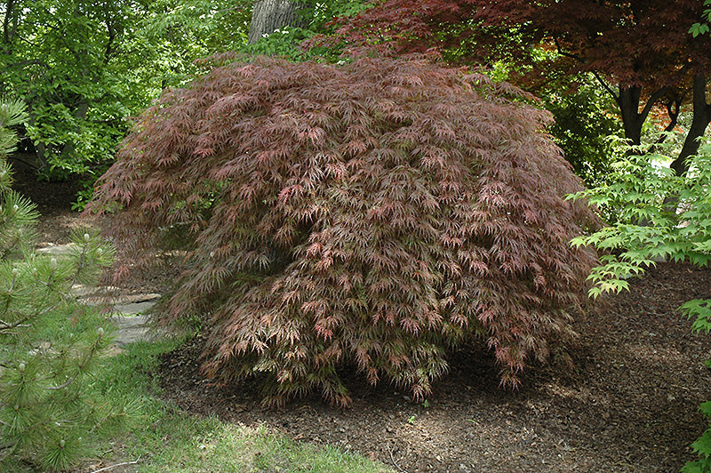 Acer palmatum var. dissectum 'Inaba Shidare'