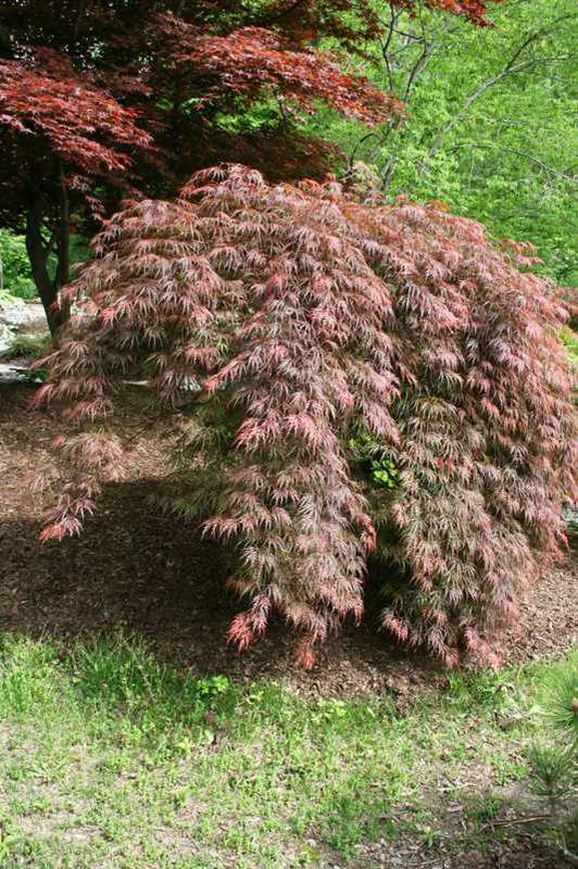 Acer palmatum var. dissectum 'Inaba Shidare'