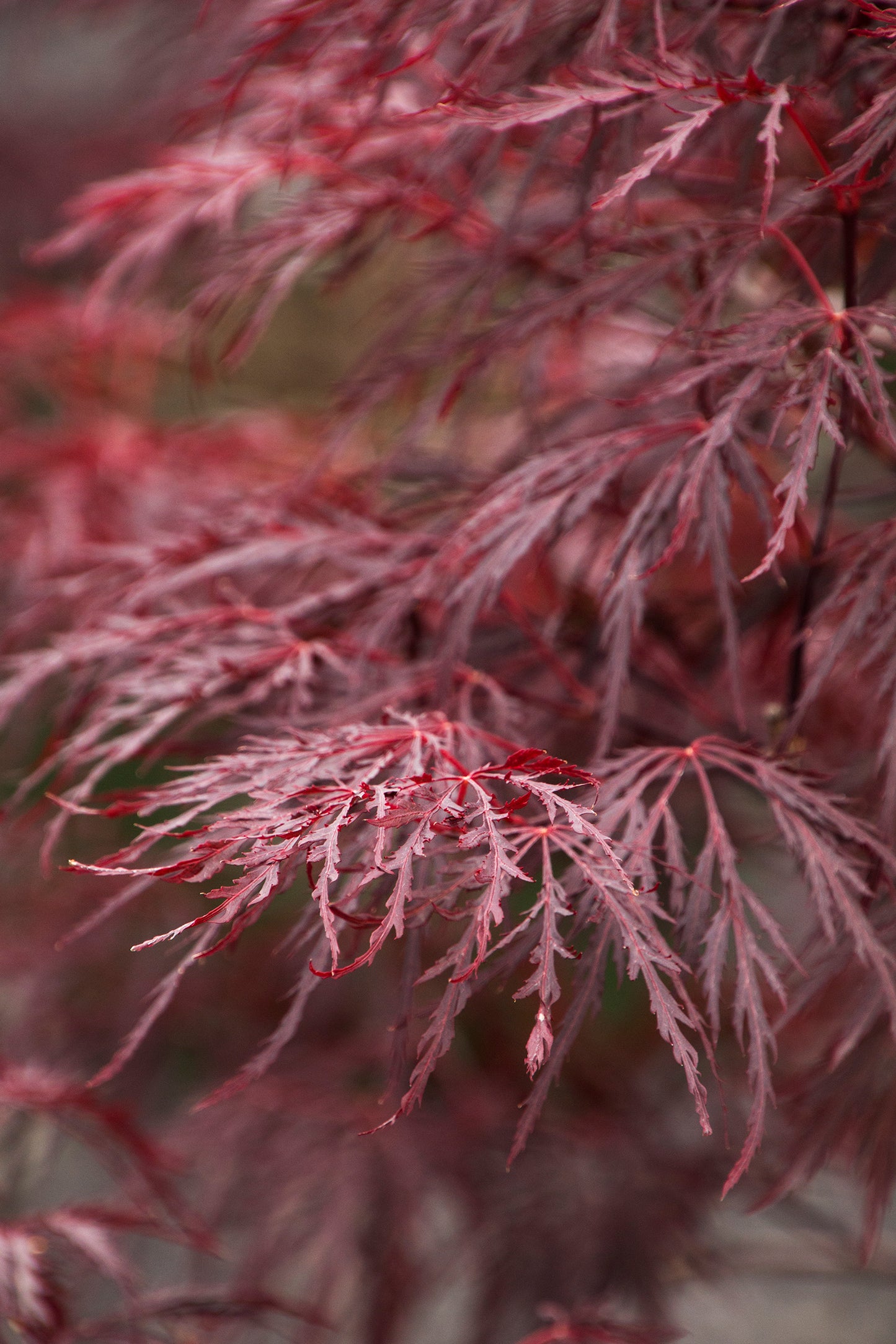 Acer palmatum var. dissectum 'Red Dragon'