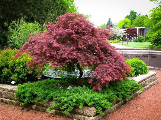 Acer palmatum var. dissectum 'Red Dragon'