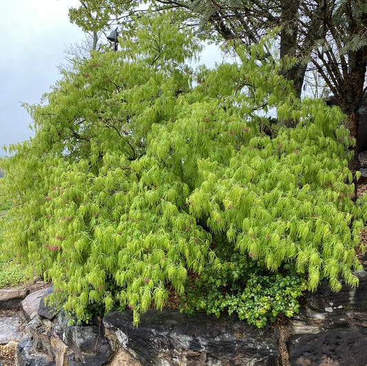 Acer palmatum var. dissectum 'Waterfall'