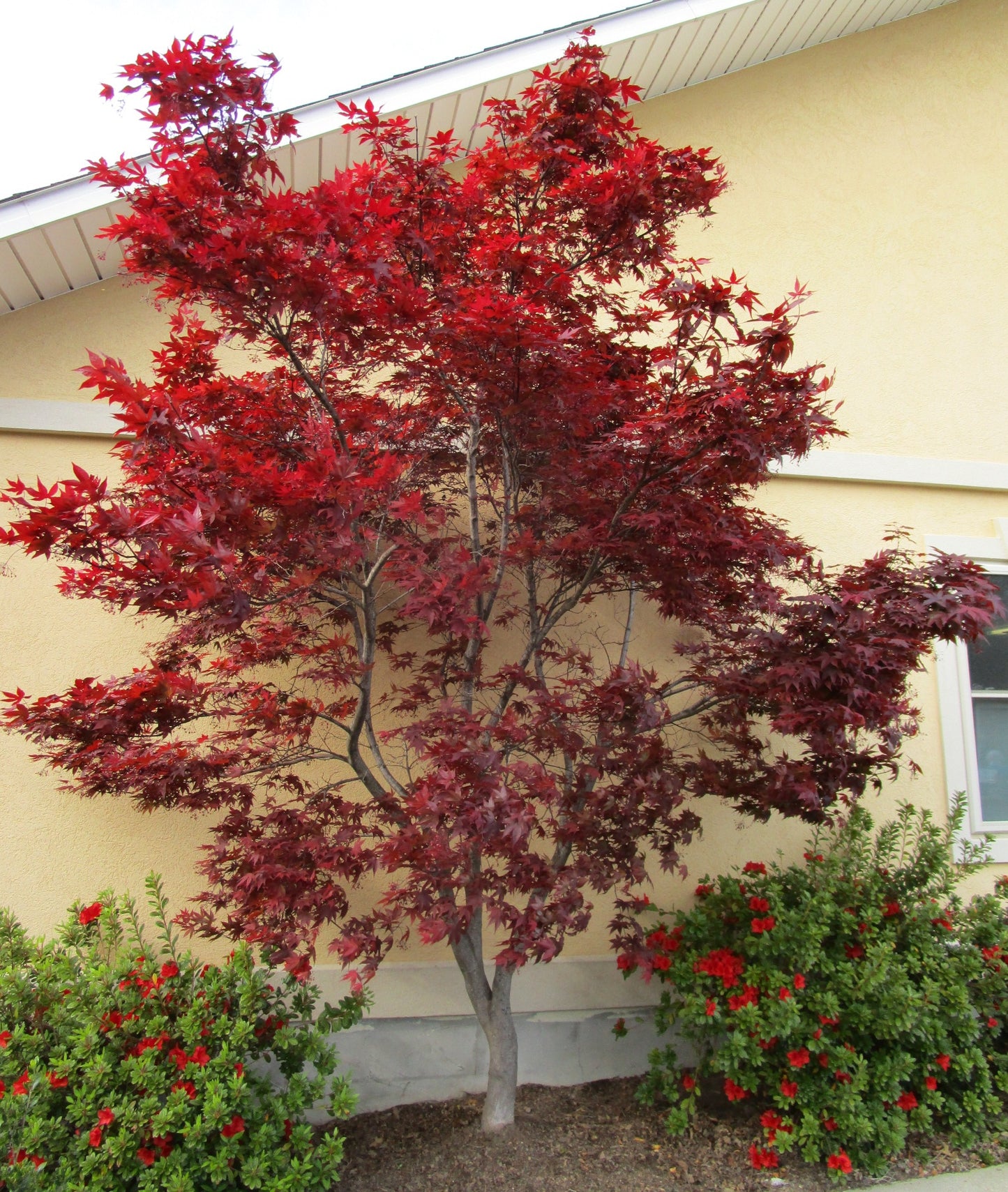 Acer palmatum 'Emperor 1'