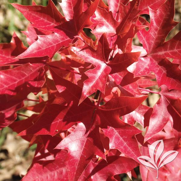 Maple, Shantung, Purple Blow 'Fire Dragon' (Acer)