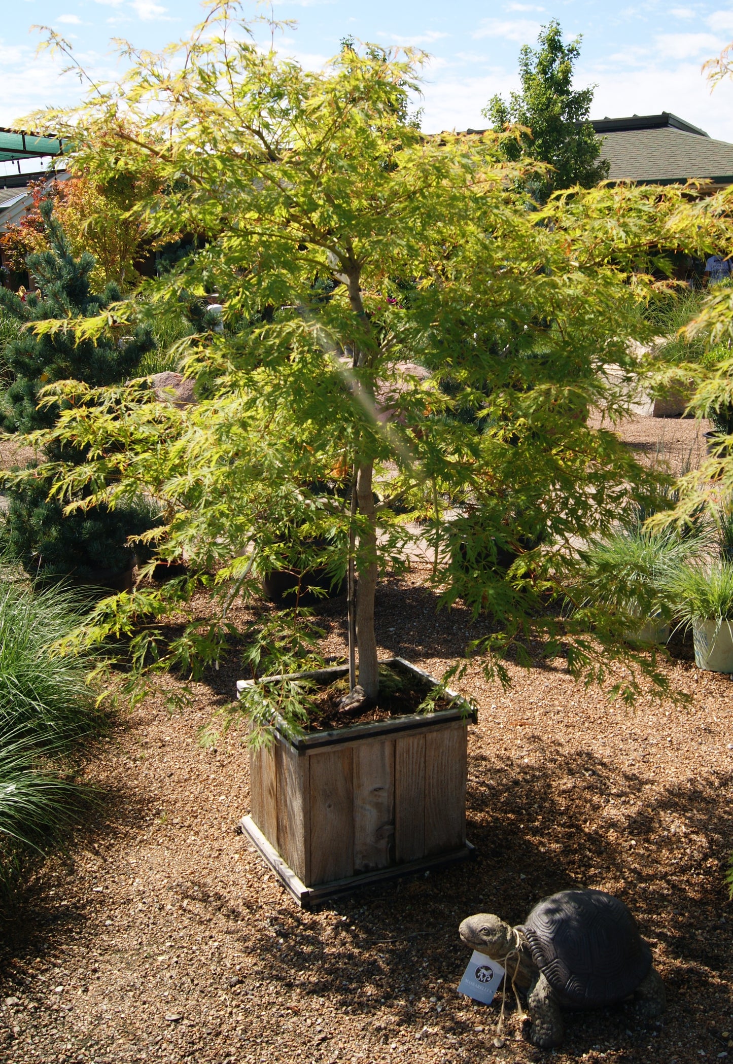 Acer x pseudosieboldianum 'Ice Dragon'