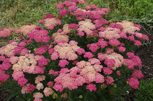 Achillea 'Sassy Summer Taffy'