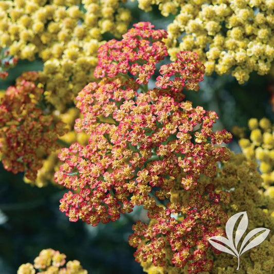 Achillea 'Desert Eve TerraCotta'