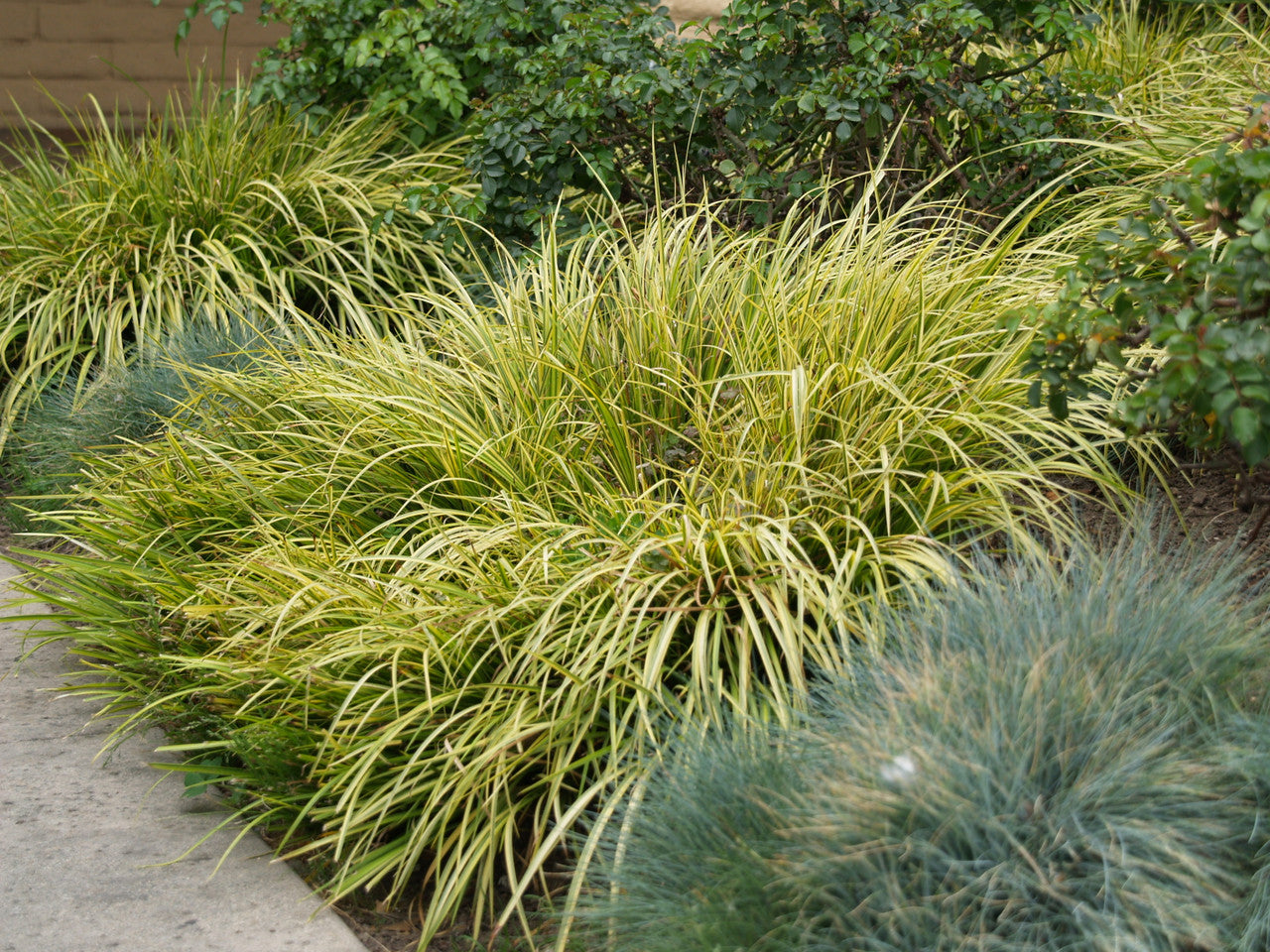 Sweet Flag, Gold Variegated 'Ogon' (Acorus)