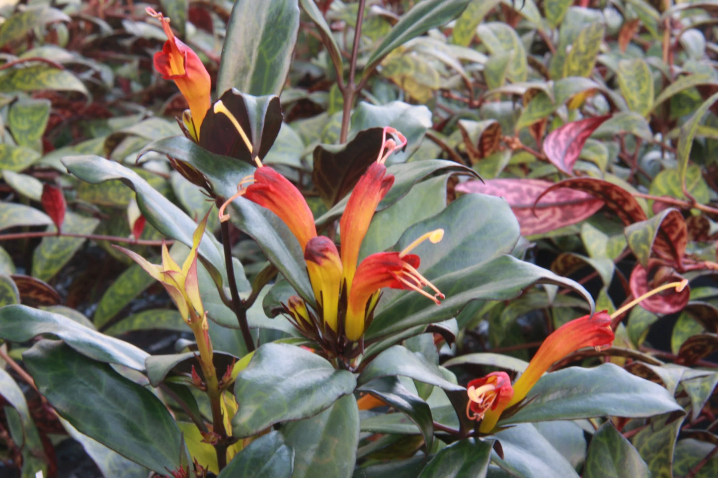 Lipstick Plant 'Black Pagoda' (Aeschynanthus)