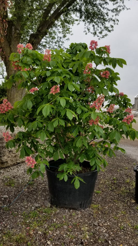 Horsechestnut, Red 'Briottii' (Aesculus)