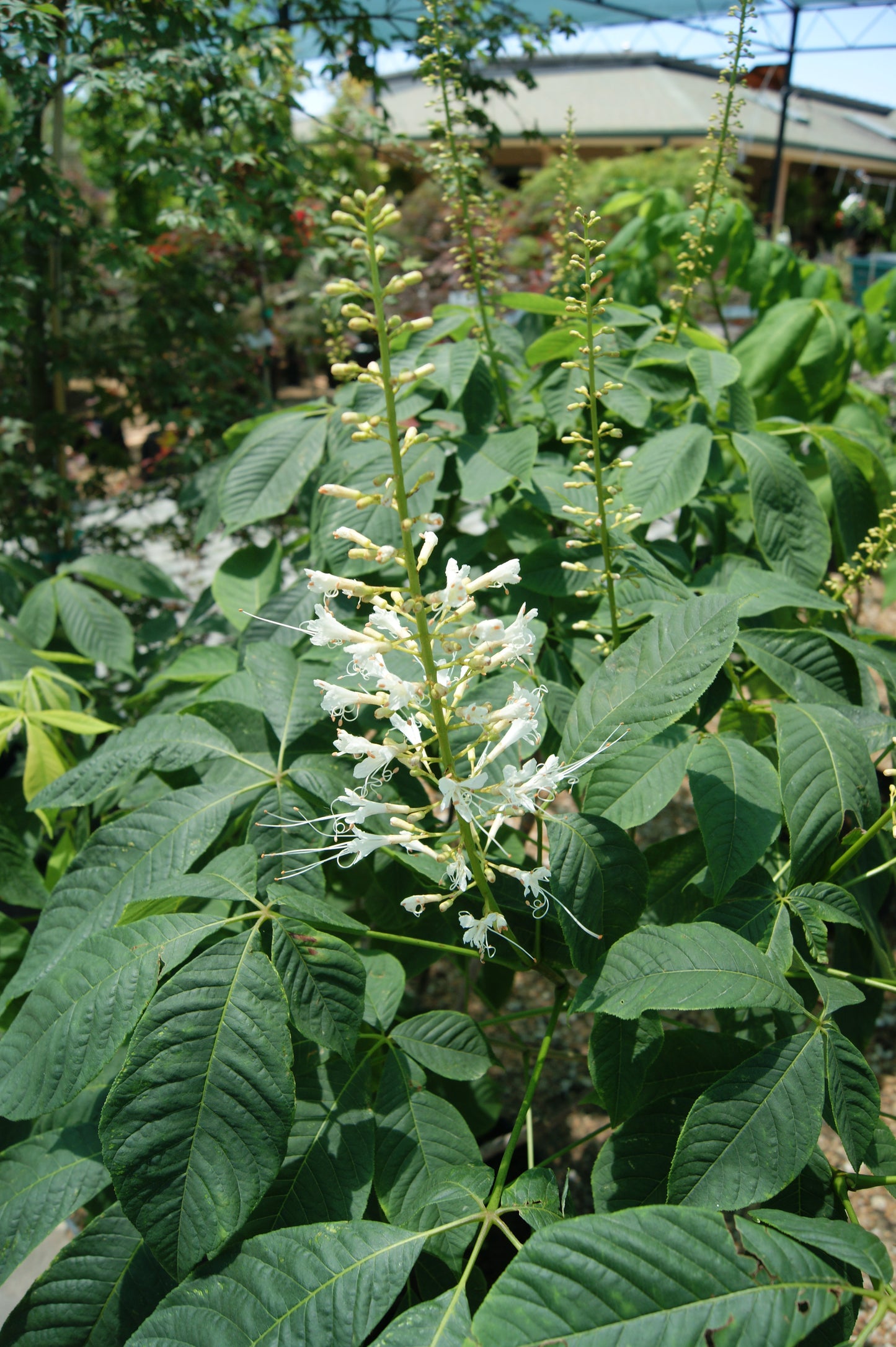 Aesculus parviflora