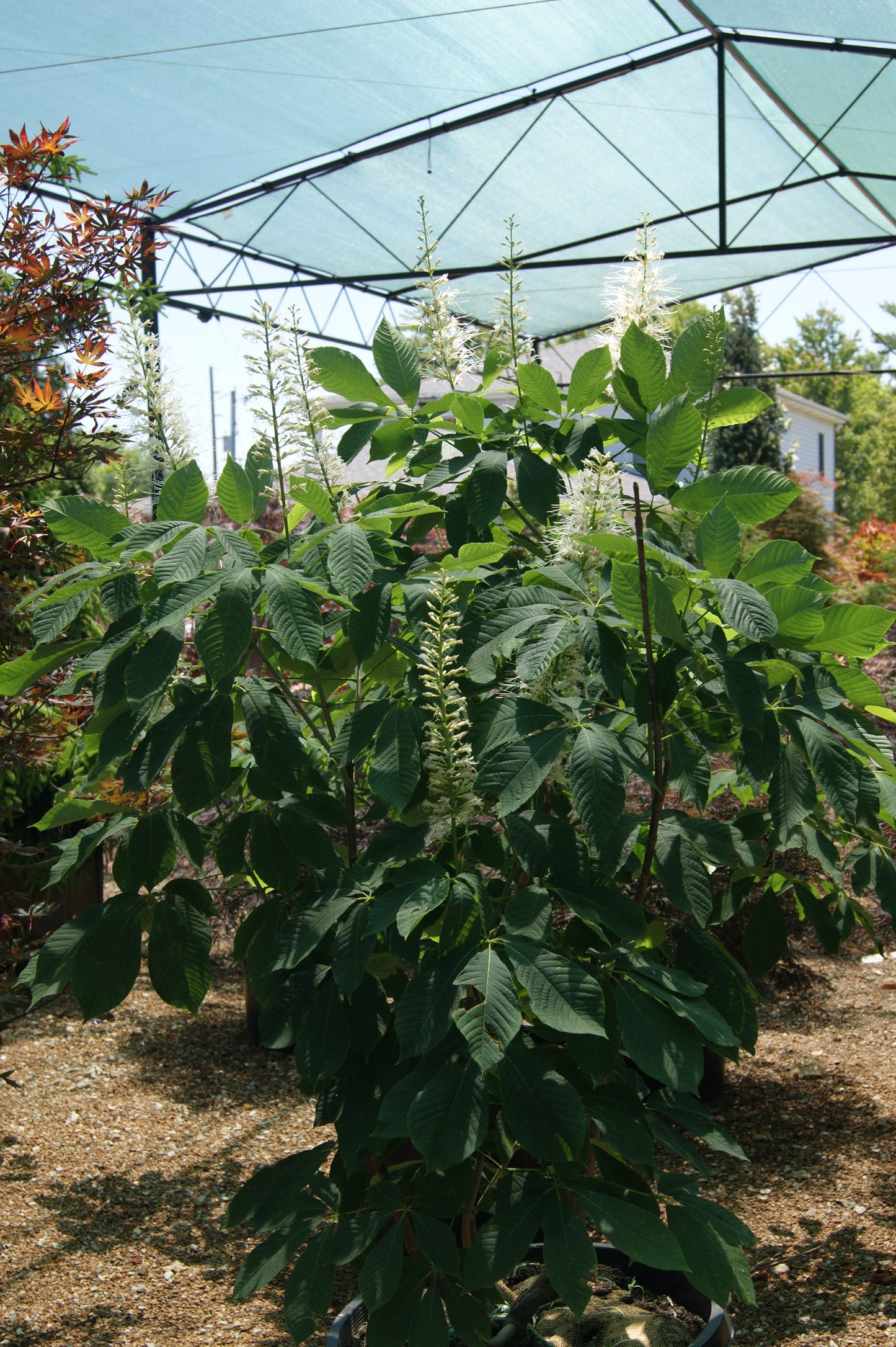 Aesculus parviflora