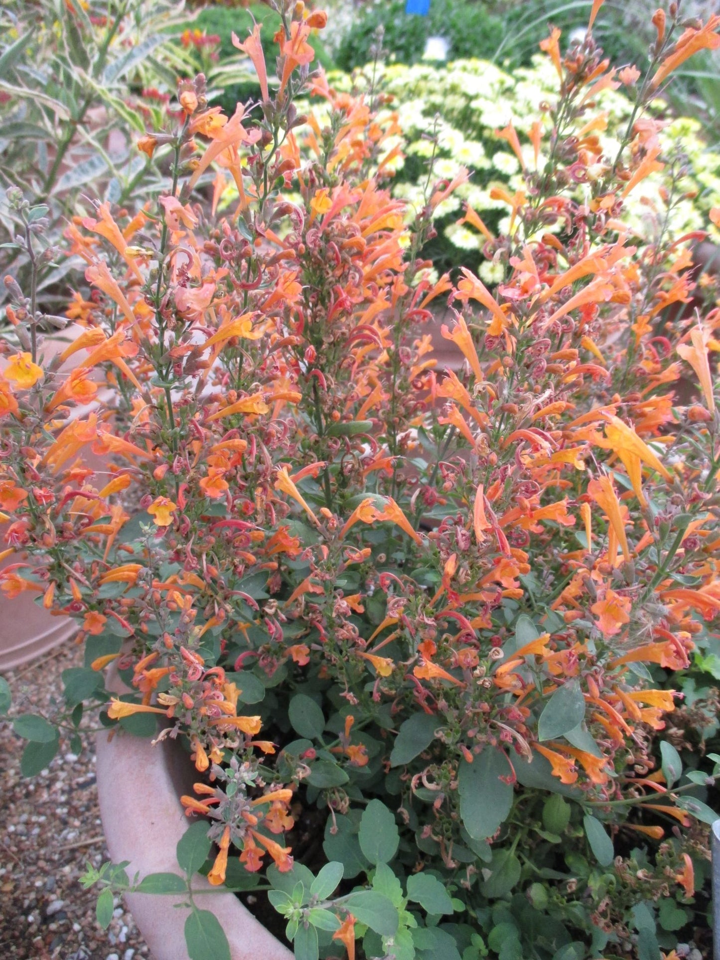 Hyssop, Anise/ Hummingbird Mint 'Arizona Sandstone' (Agastache)