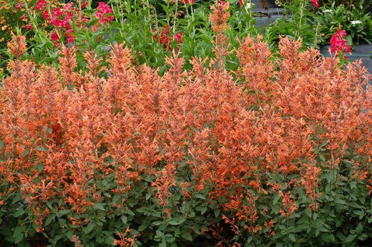 Hyssop, Anise/ Hummingbird Mint 'Kudos Mandarin' (Agastache)