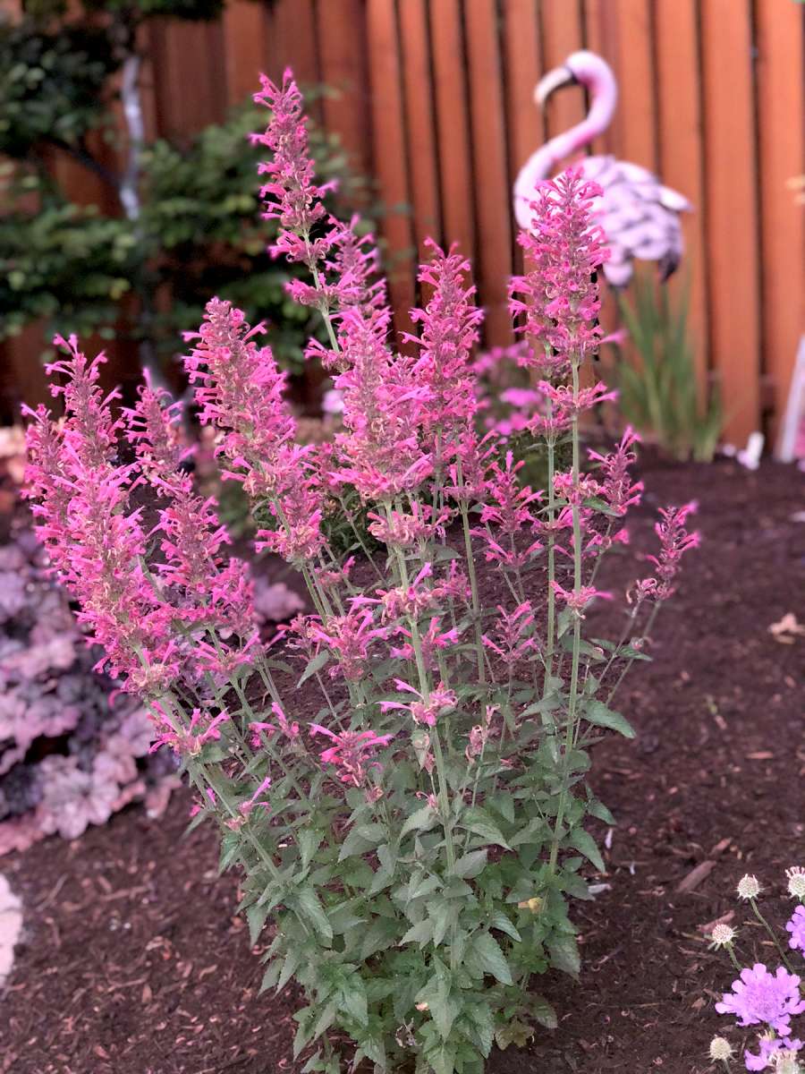 Agastache 'Morello'