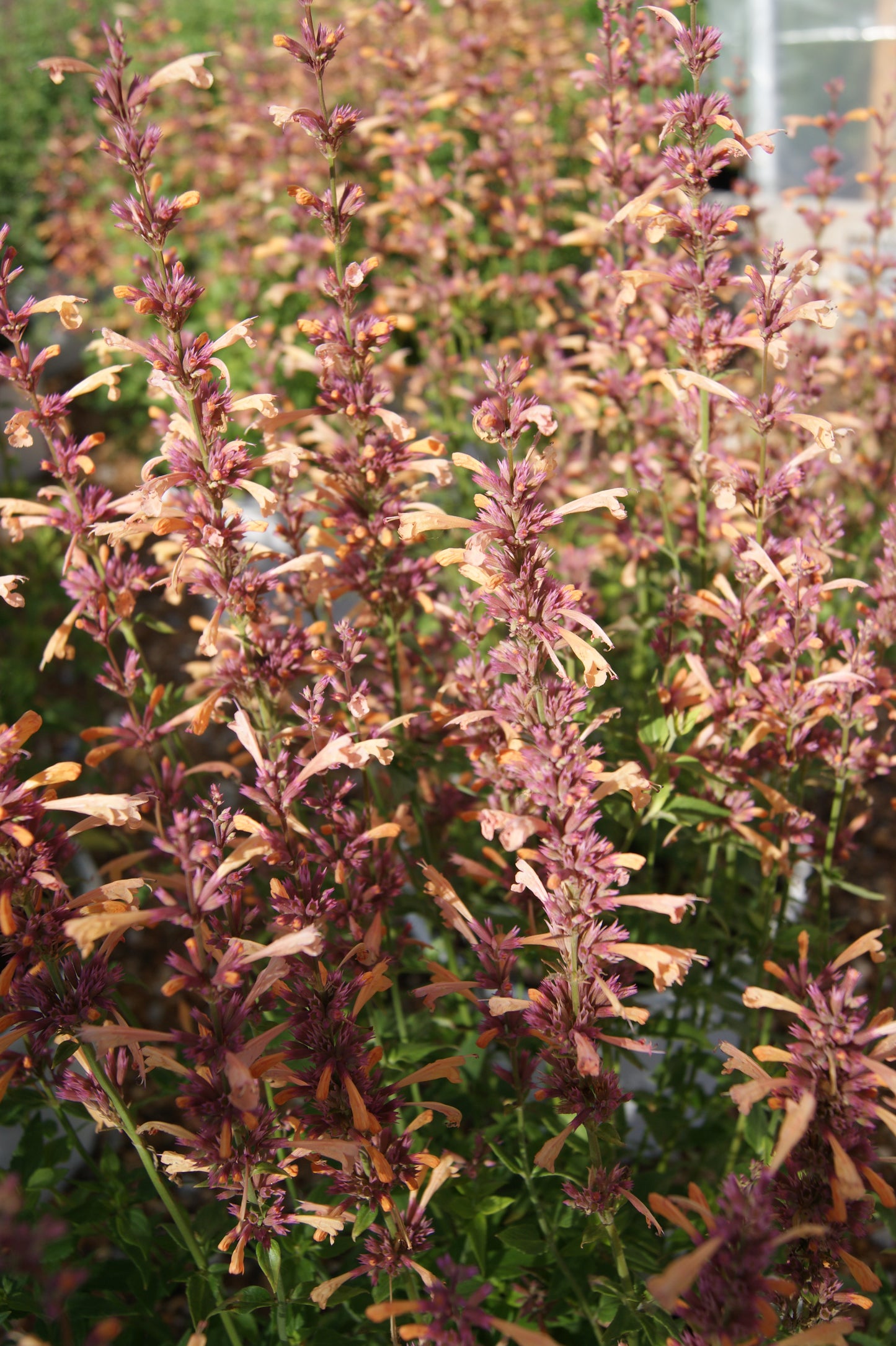 Agastache 'Peachie Keen'