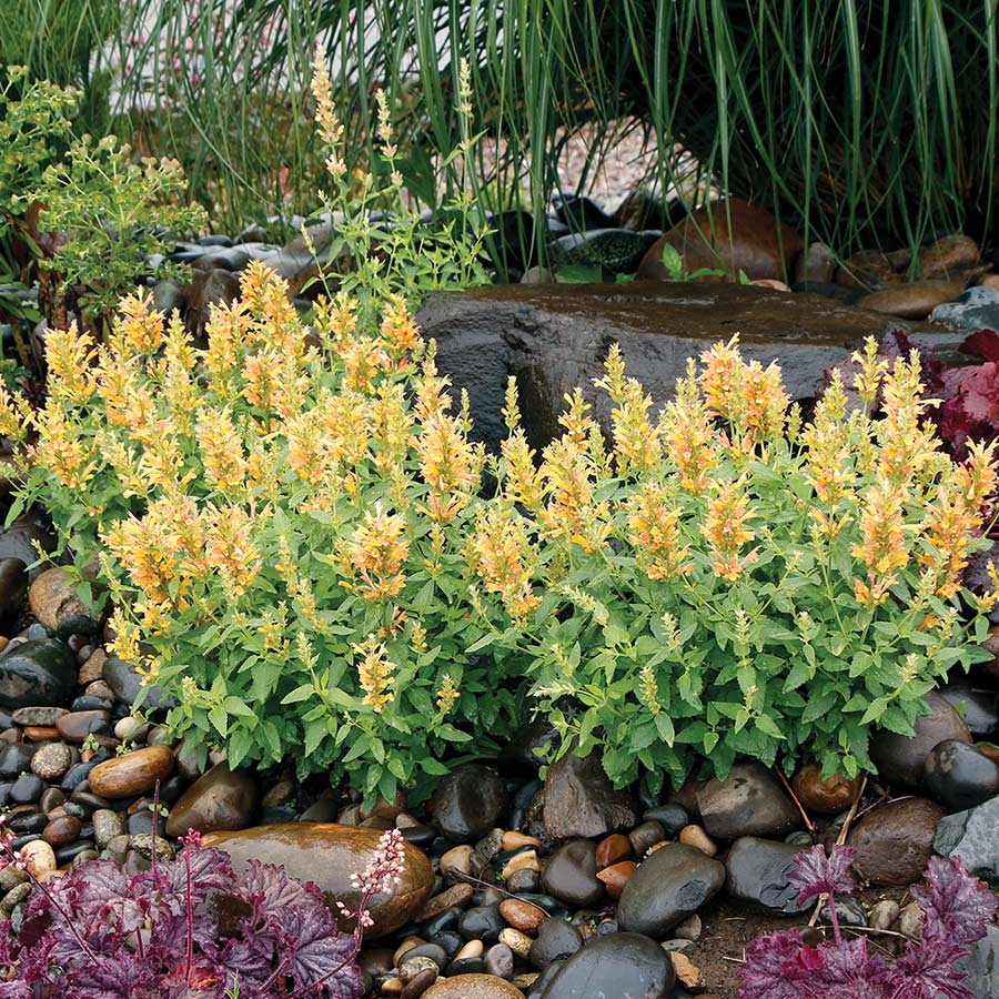 Agastache 'Poquito Butter Yellow'