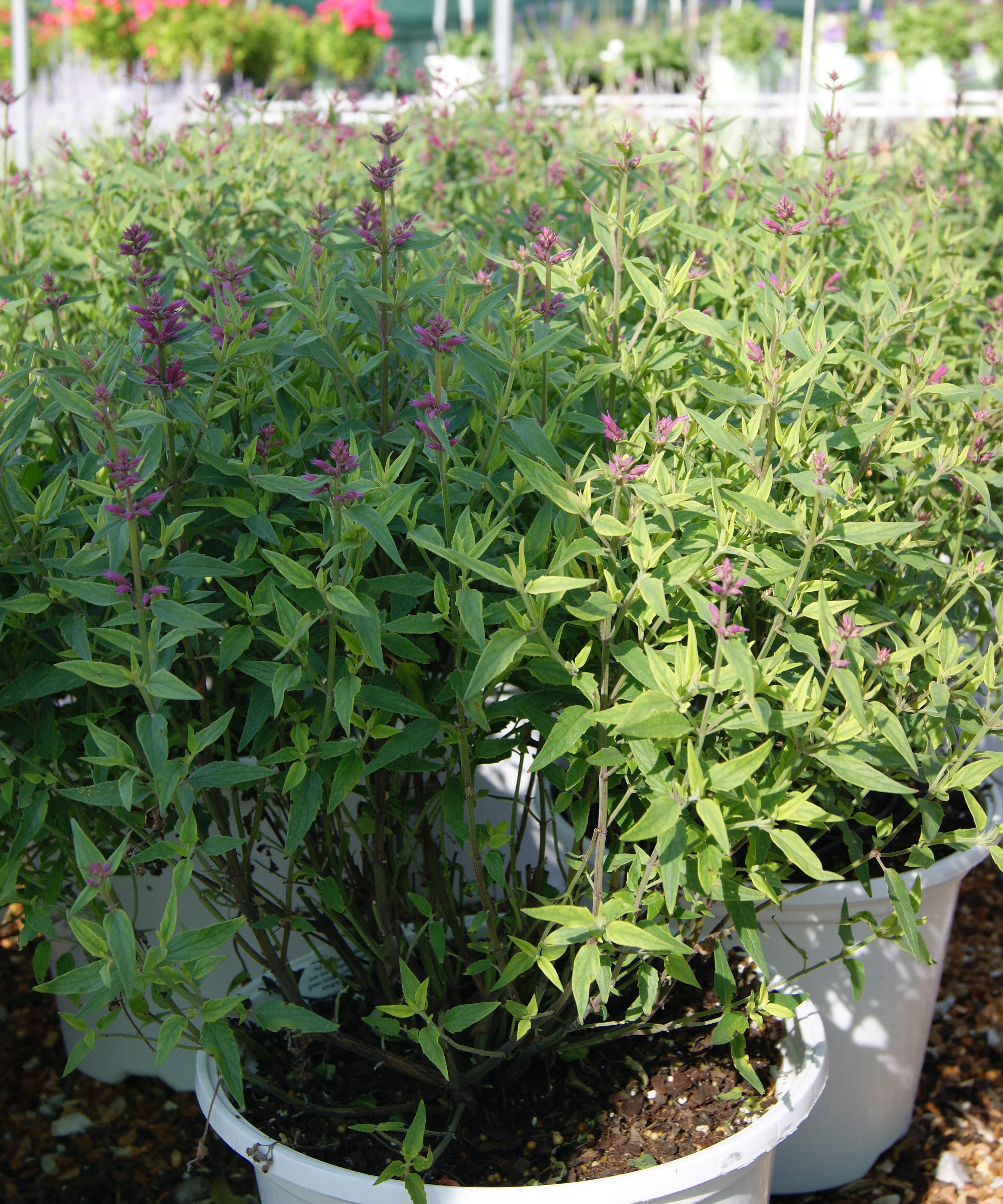 Hyssop, Anise/ Hummingbird Mint 'Rosie Posie' (Agastache