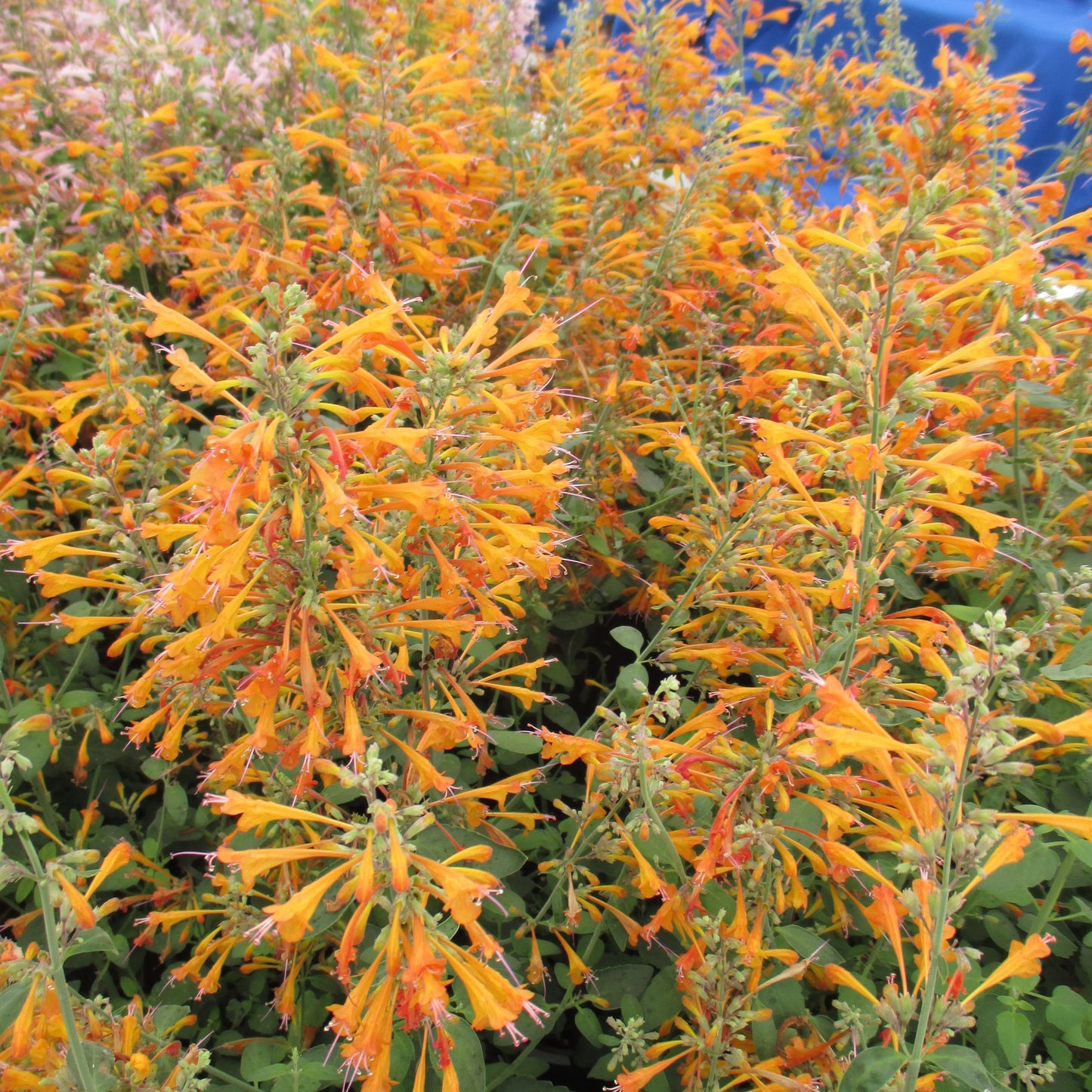 Agastache 'Apricot Sprite'