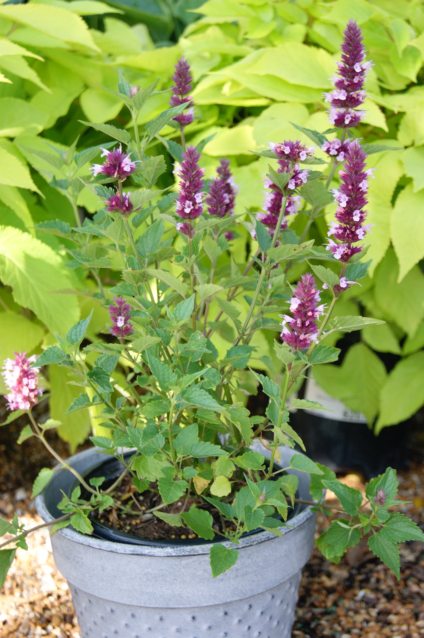 Agastache 'Beelicious Pink'