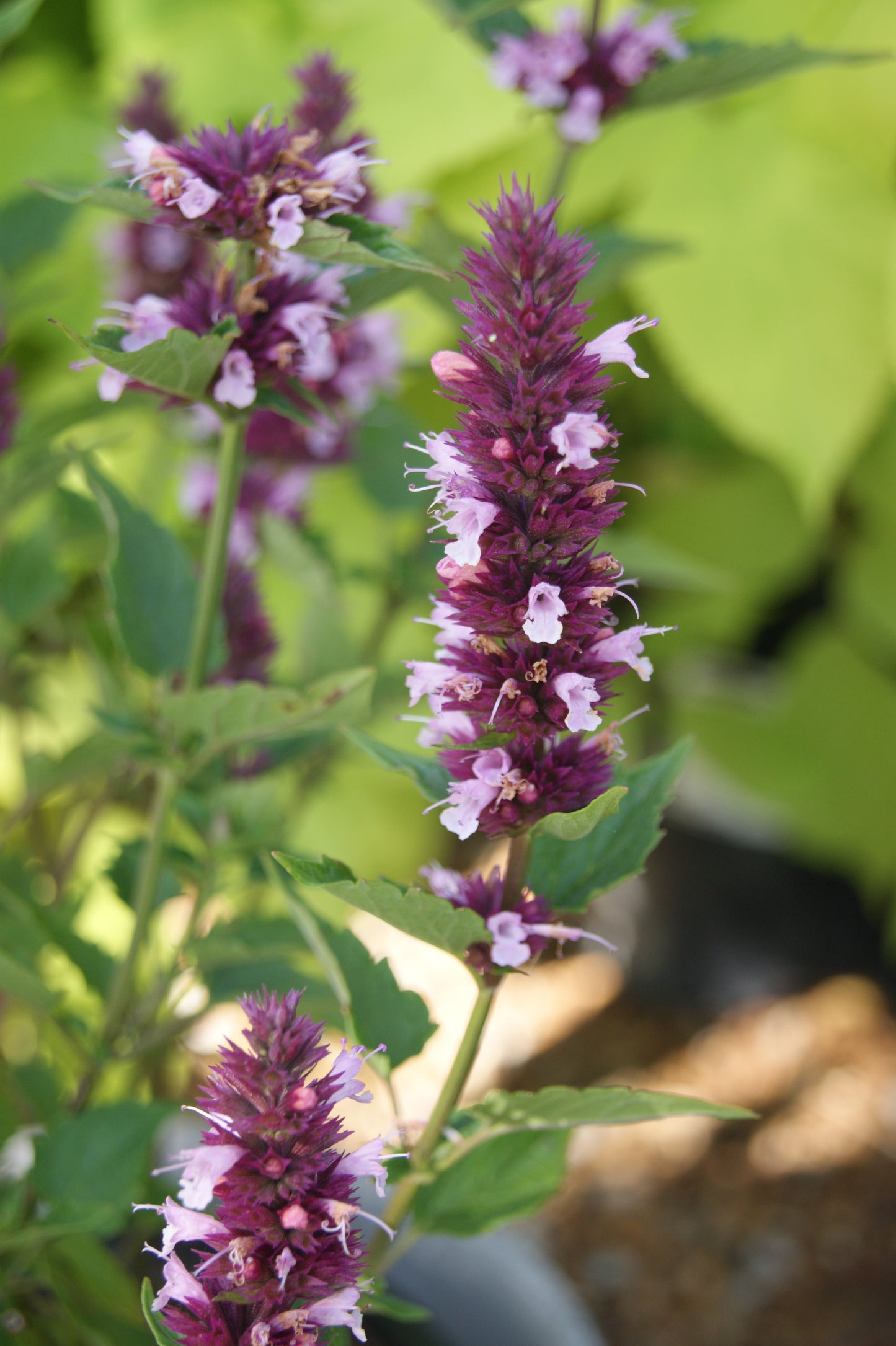 Agastache 'Beelicious Pink'