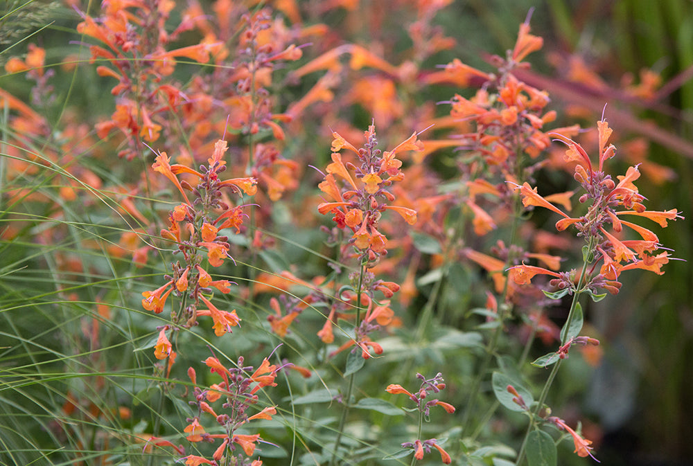 Agastache 'Tango'