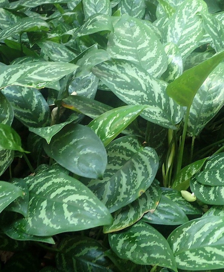 Aglaonema commutatum