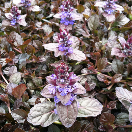 Ajuga reptans 'Mahogany'