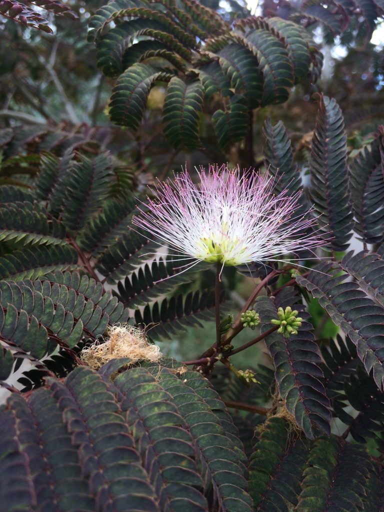 Mimosa 'Summer Chocolate' (Albizia) – Passiglia Landscape, Nursery