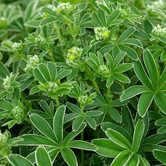 Alchemilla alpina