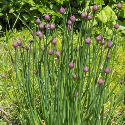 Chives, Garden (Allium)
