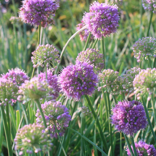 Allium 'Medusa'