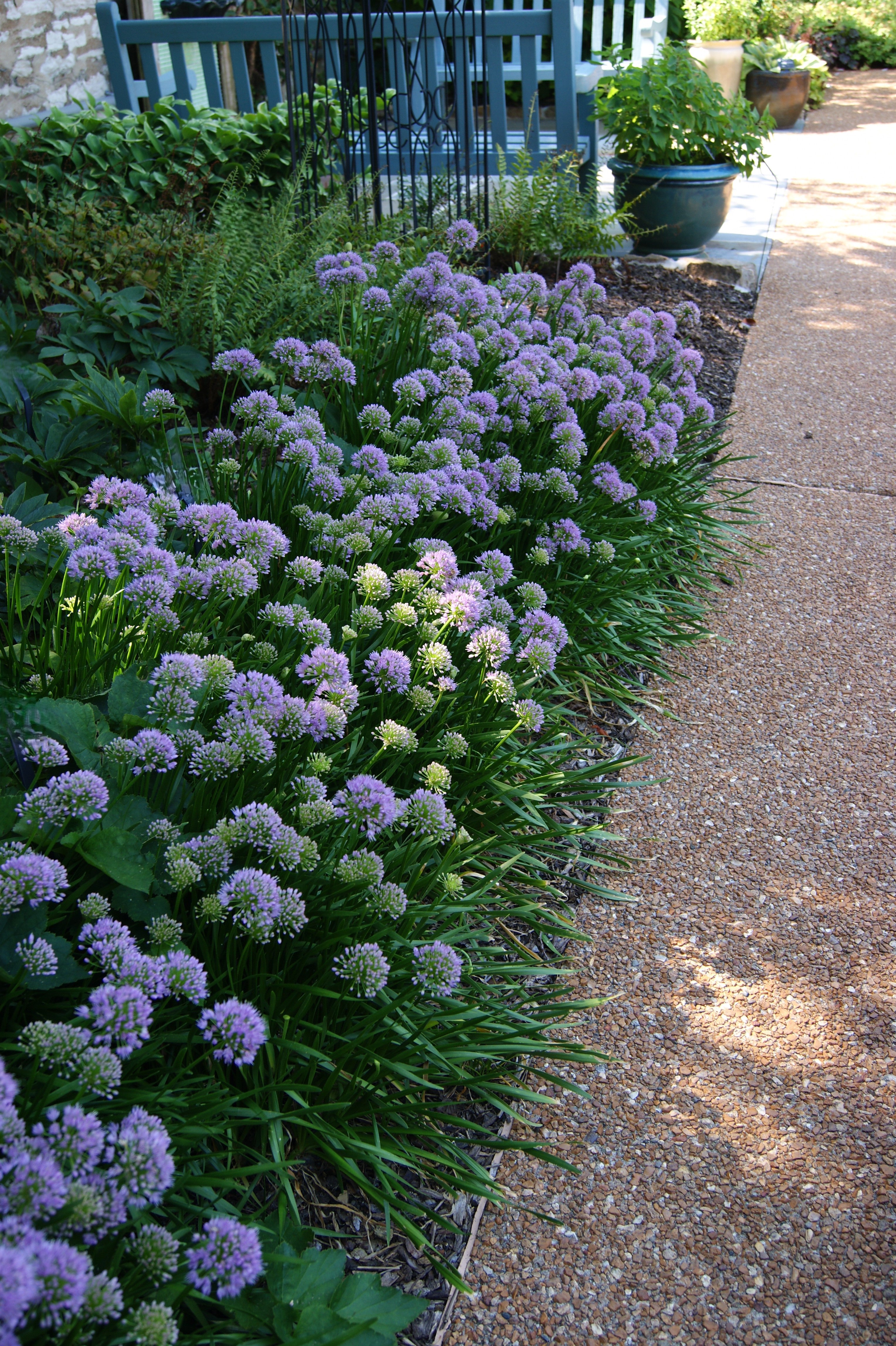 Onion, Ornamental 'Millenium' (Allium) – Passiglia Landscape