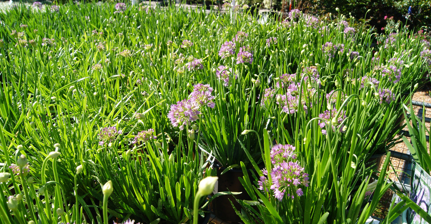 Allium 'Millenium'