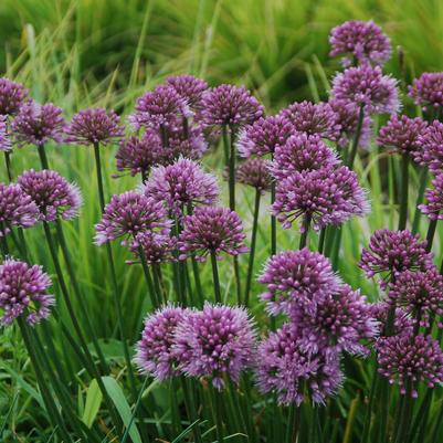 Allium 'Windy City'