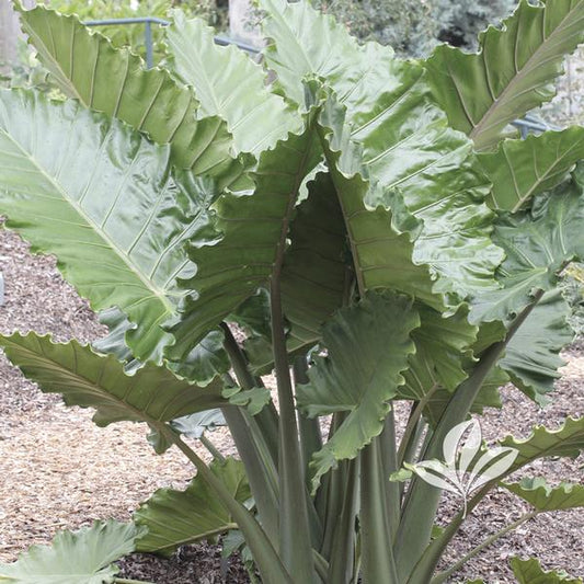 Alocasia 'Portodora'