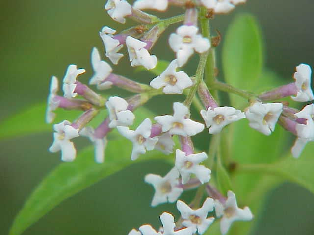 Aloysia citrodora