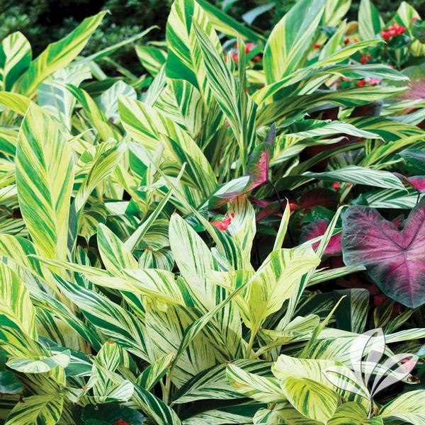 Alpinia zerumbet 'Variegata