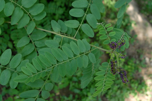 Amorpha fruiticosa