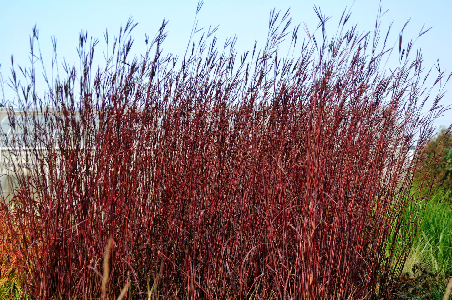 Andropogon gerardi 'Red October'