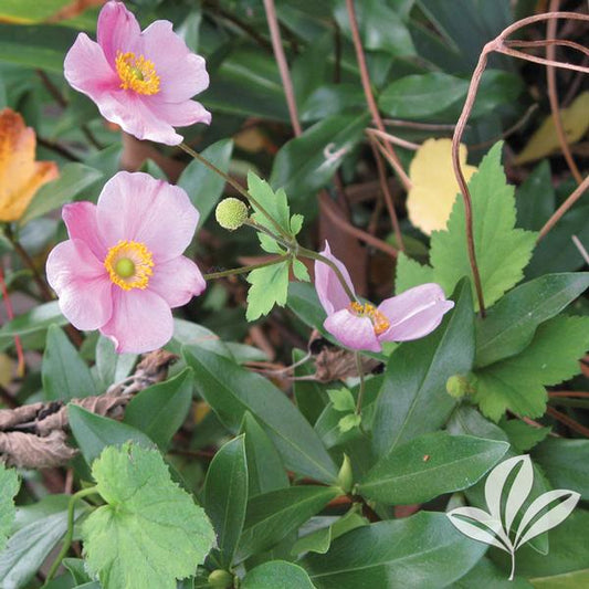 Anemone x hybrida 'September Charm'