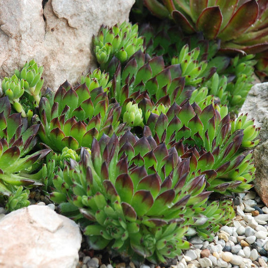 Sempervivum 'Chick Charms Appletini'