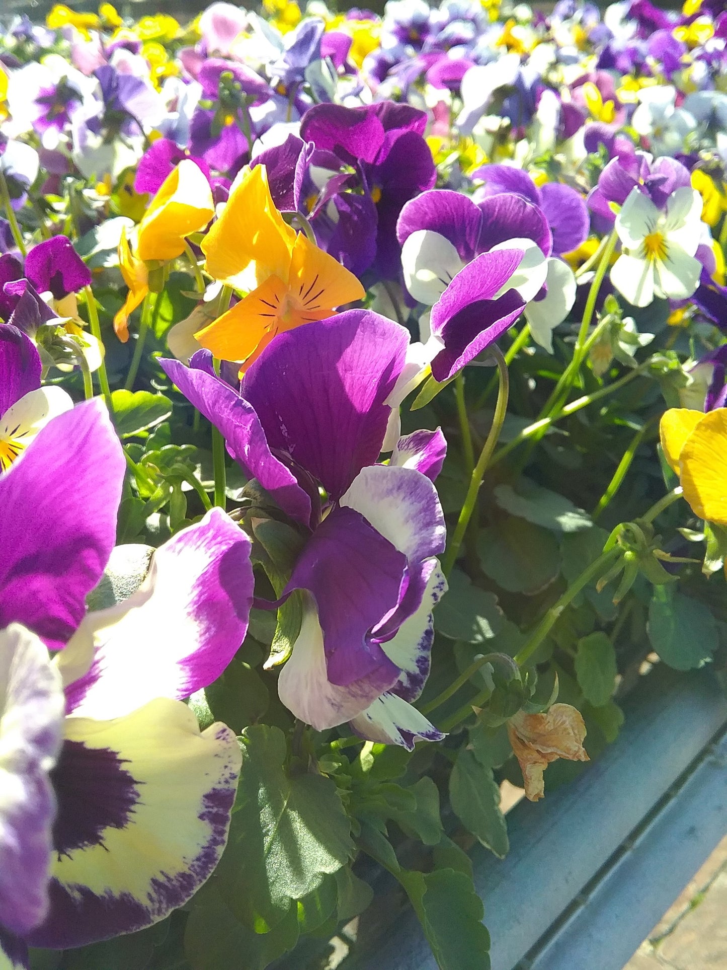 Pansy, Johnny Jump-Ups / Horned Violets (Viola)