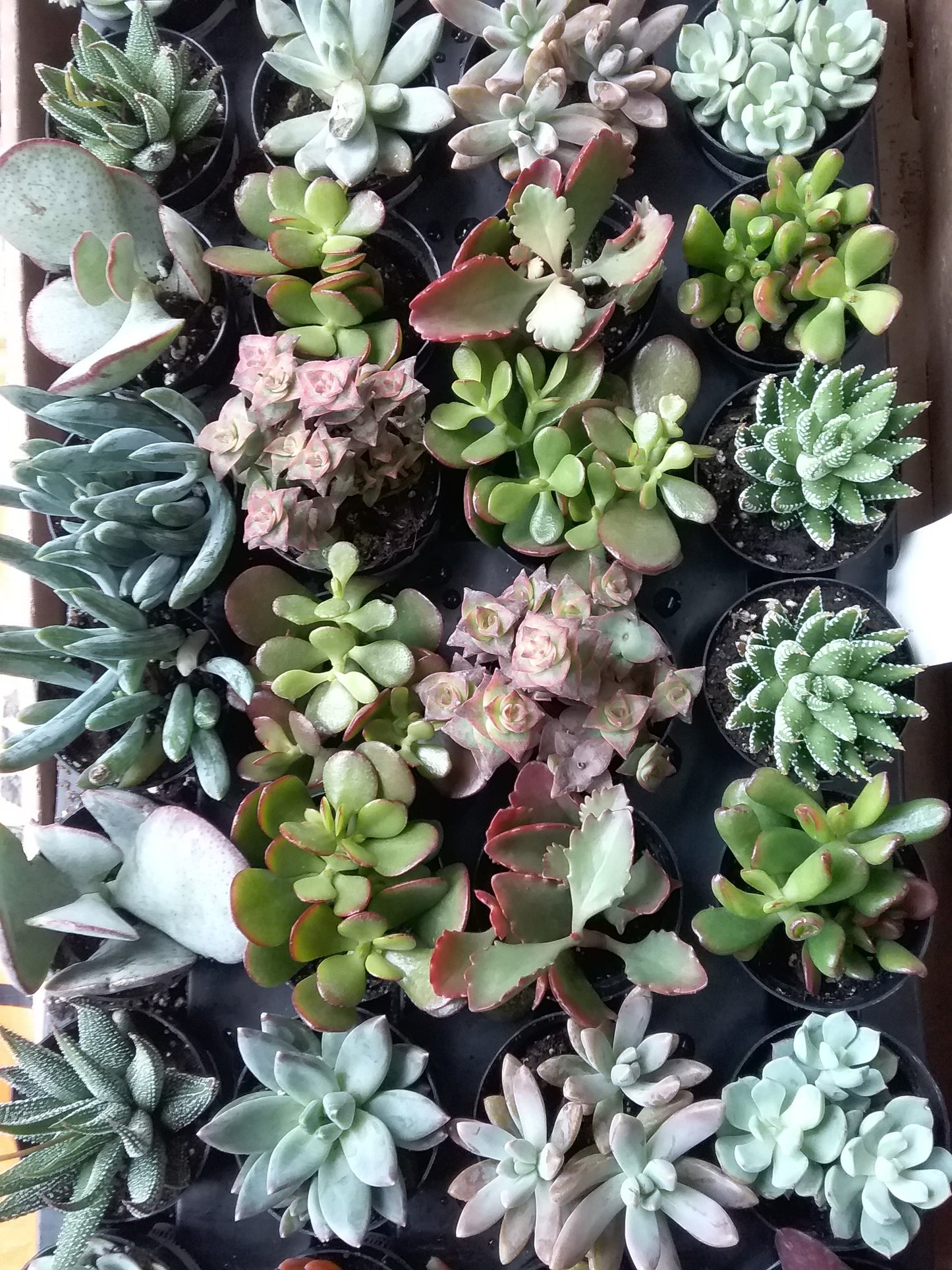 Succulent Variety