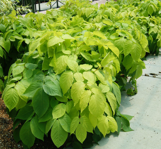 Aralia cordata 'Sun King'