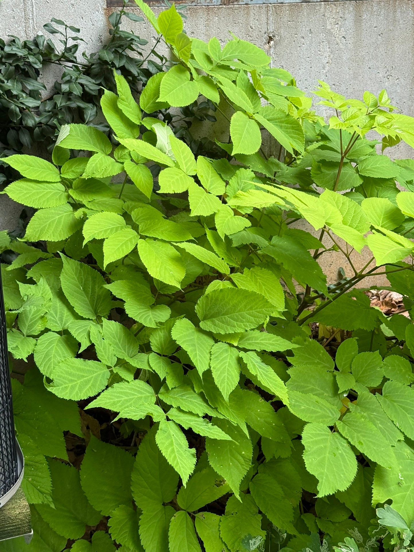 Spikenard, Golden Japanese 'Sun King' (Aralia)
