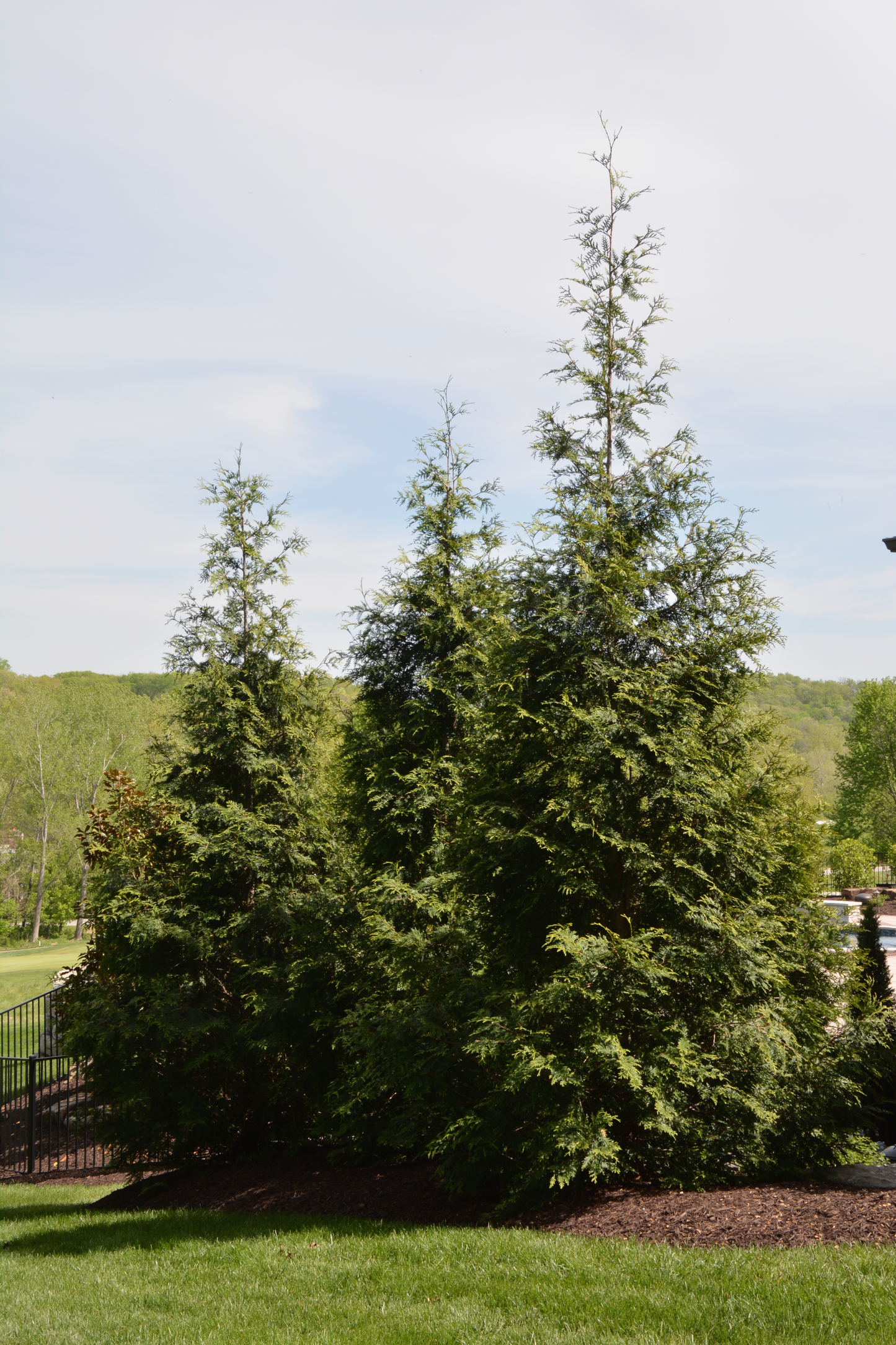 Thuja plicata 'Green Giant'