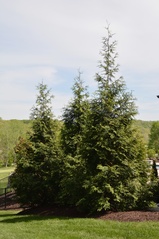 Thuja plicata 'Green Giant'